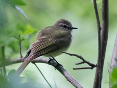 Greenish Elaenia photo 3
