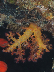 Dendronephthya hemprichi