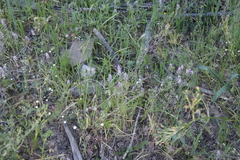Trigonocapnos lichtensteinii