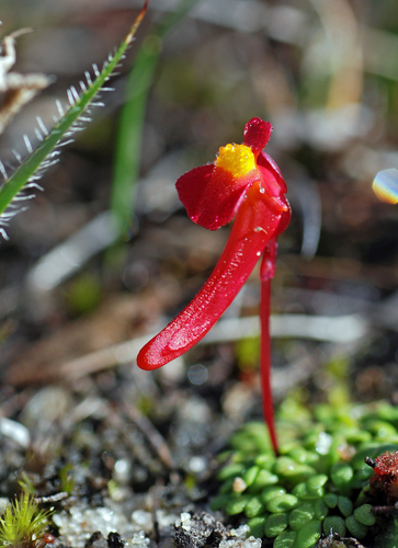 Utricularia menziesii R.Br.