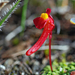 Utricularia menziesii - Photo (c) Jean and Fred Hort, algunos derechos reservados (CC BY-NC)