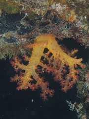 Dendronephthya hemprichi