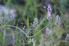 Trigonocapnos lichtensteinii