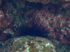 Diadema africanum