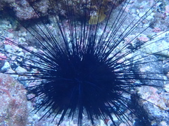 Diadema africanum