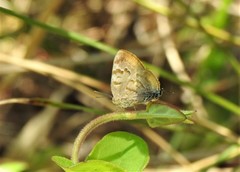 Rekoa palegon