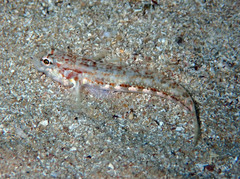 Gobius roulei