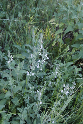 Image of Salvia disermas by (c) Tony Rebelo, some rights reserved (CC BY-SA)