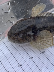 Cottus gulosus