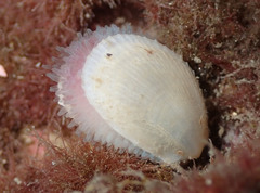 Limaria tuberculata