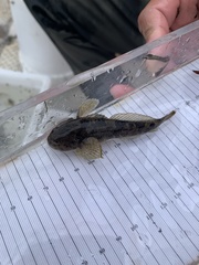 Cottus gulosus