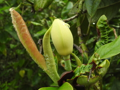 Magnolia gilbertoi