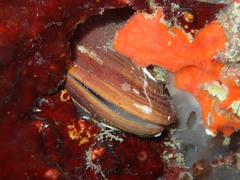 Lithophaga lithophaga