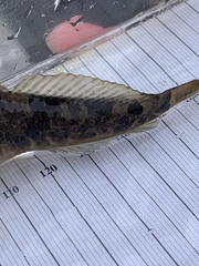 Cottus gulosus