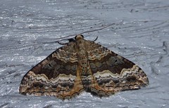 Hydriomena deltoidata