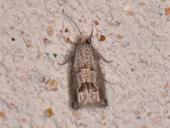 Pelochrista consobrinana