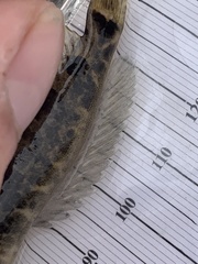 Cottus gulosus