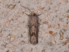 Pelochrista consobrinana