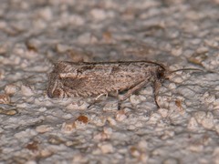 Pelochrista consobrinana