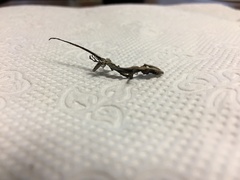 Mediodactylus danilewskii