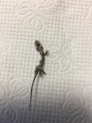 Mediodactylus danilewskii