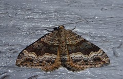 Hydriomena deltoidata