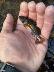 Etheostoma variatum
