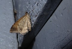 Hydriomena deltoidata
