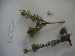 Serruria trilopha