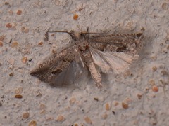 Pelochrista consobrinana