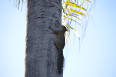 Sciurus carolinensis