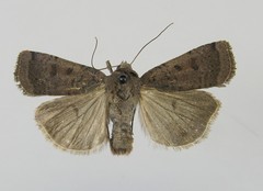 Abagrotis cupida
