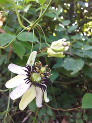 Passiflora dawei