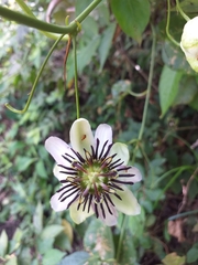 Passiflora dawei