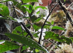 Myiothlypis chlorophrys