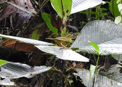 Myiothlypis chlorophrys