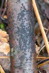 Diatrype disciformis