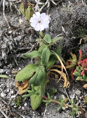 Silene saldanhensis