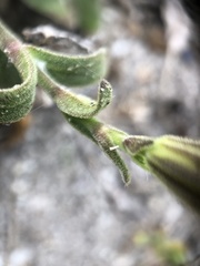 Silene saldanhensis