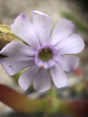 Silene saldanhensis