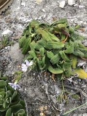 Silene saldanhensis