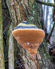 Phellinus alni