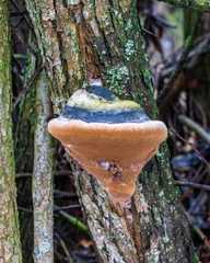 Phellinus alni