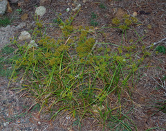 Cyperus fulvus