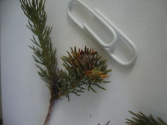 Serruria trilopha