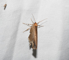 Eutomopepla rogenhoferi