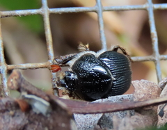 Gilletinus williamsi