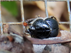 Gilletinus williamsi