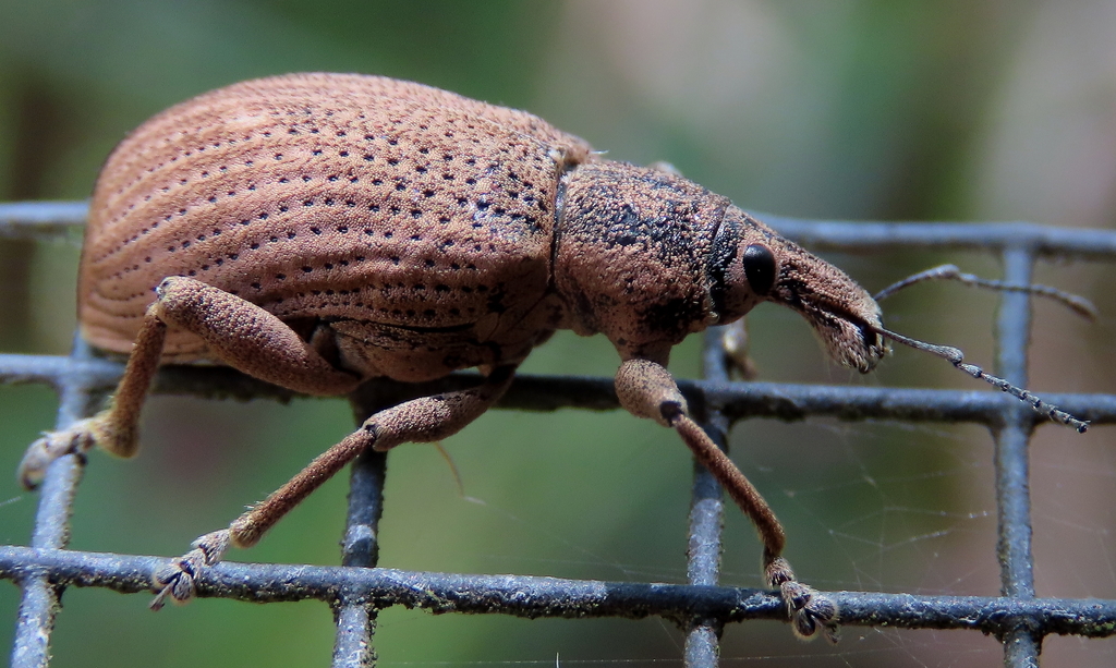 Catastygnus rivulosus