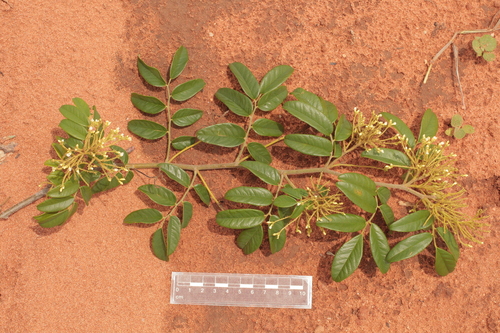Dalbergia frutescens